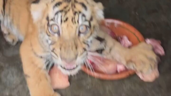 Kucing kecil mempertahankan makanannya, menghembuskan napas di hadapan Anda