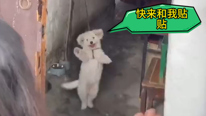 Liking humans seems to be hardwired into dogs’ DNA.