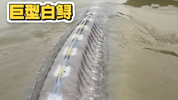 ปลาสเตอร์เจียนขาว ยาวเกือบ 4 เมตร น้ำหนัก 450 กิโลกรัม