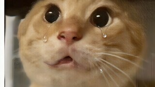 🐱อย่าบอกรักฉันตอนที่ฉันกำลังฮัมเพลงนะ🐱