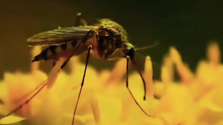 Tại sao mấy năm gần đây muỗi vừa to vừa ù lì vậy nhỉ?