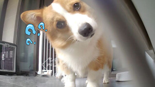 Corgi finds the CCTV