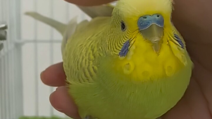 Meski tidak mengerti bahasa burung nuri, tetap terdengar nada marah, cemas, sekaligus merajuk; sudah