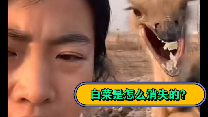 Getting Close to Science: How Did the Cabbage Disappear...