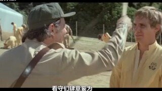 男女混住的奇葩监狱，囚犯被狱警当猎物玩耍，想杀就杀！