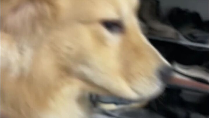 是不是所有金毛挨打都一副这个死样
