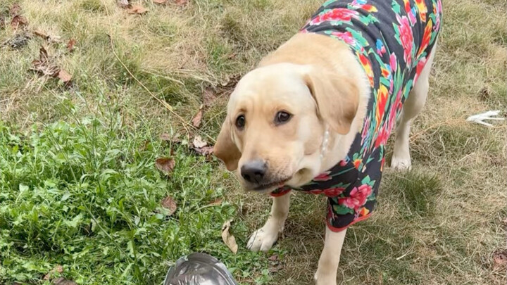 ถึงเวลาแห่งการ “ระเบิดหมาในกะละมัง” ประจำปีอีกแล้ว!