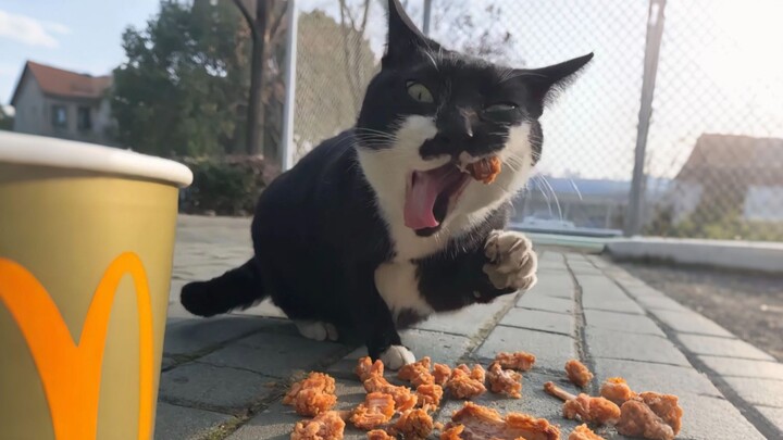 “Sesuai dengan stereotip saya tentang kucing perah”