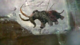 This couple found a tiny Frozen Woolly Mammoth in their refrigerator!