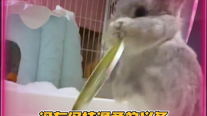 No wonder semua orang manggil orang nakal “anak kelinci” #kelinci #perbedaan #nggaknyangka #temperam