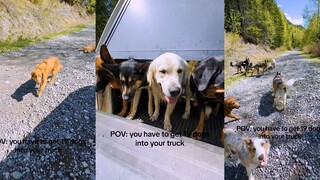 Dắt chó đi dạo đây, kiểu 19 con ấy