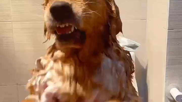 Chó tắm thì nhe răng nhăn mặt, bị phạt một cái lại được cho đồ ngon, thế là tắm xong vẫn sướng rơn!