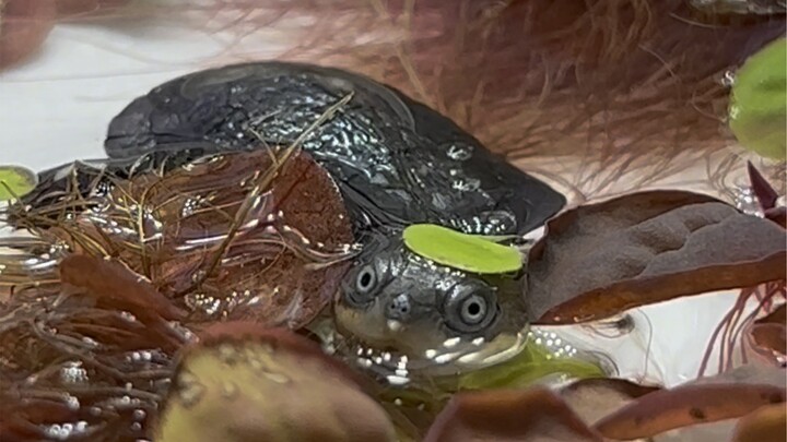 The Smiling Angel is Here!