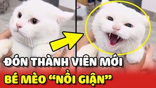 Bé mèo đáng yêu "GIẬN DỖI" mẹ vì ĐÓN THÊM bé mèo khác về nuôi chung 😂 | Yêu Lu