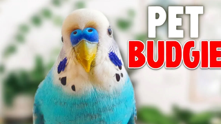 คุณควรได้รับ Budgie