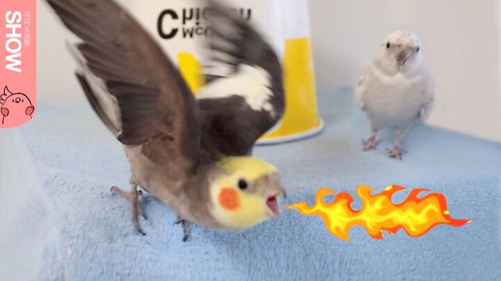 Burung beo diasingkan oleh teman-temannya, sang pemilik yang mencoba mendamaikan justru digigit! Akh