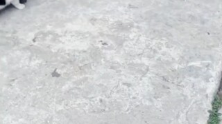قطة: من أين جاء هذا الكلب؟ إنه لأمرٌ مؤسف.