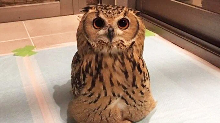 In case you've never seen an owl sitting