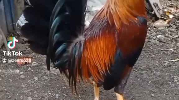 1st fight SRH X BF hatch Stagan fight