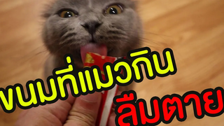 ขนมที่แมวกินลืมตาย !! Chubby Cat