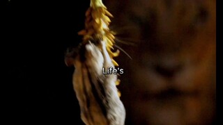 raja hutan sesungguhnya