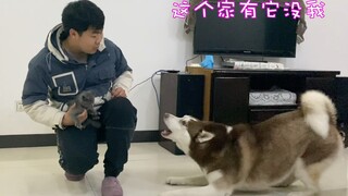 The owner brings home a little milk kitten—will the Husky and the Border Collie get jealous?