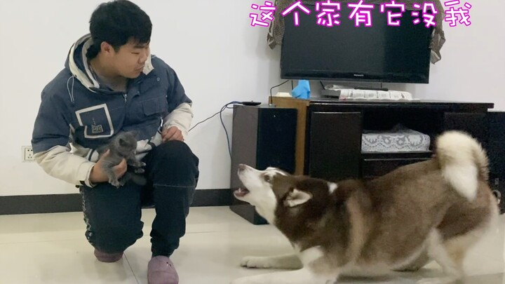 Chủ nhân ôm về nhà một chú mèo con, Husky và Border Collie, ai sẽ ghen đây?