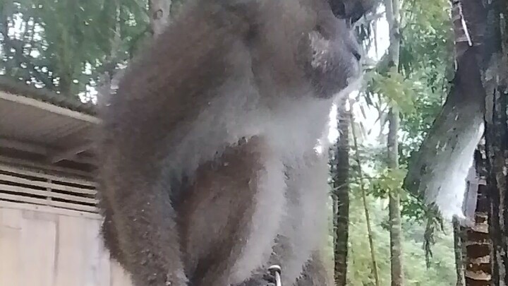 the monkey