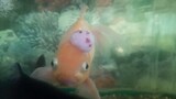 Strange Bump On An Aquarium Fish's Head (Could It Be A Tumor?)