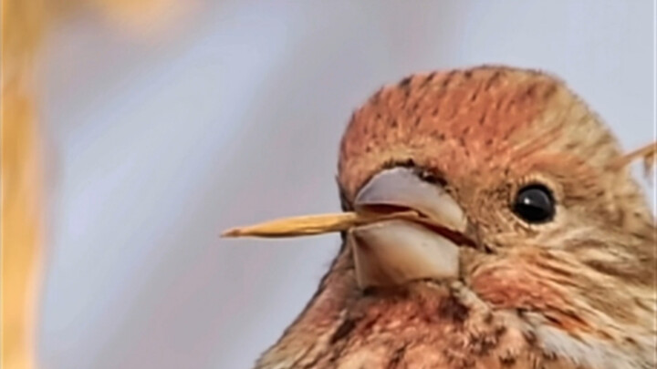 Lihat bagaimana Burung Cekakak Utara melahap habis selembar daun! Penampilannya yang mengunyah perla