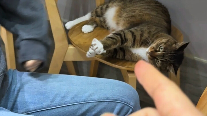 Why is this cat like this!!!