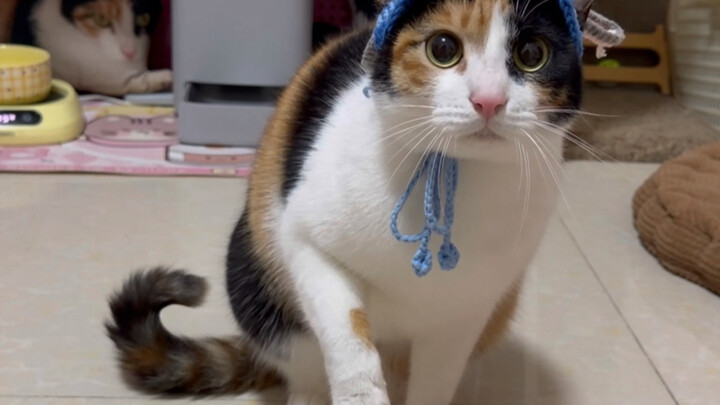 It's easy to make mistakes if you don't read or analyze the question.