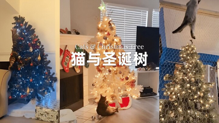 一场人类与喵星人之间斗智斗勇的大战！