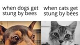 dog vs cat