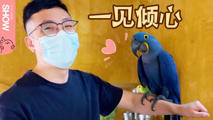 Aku tak menyangka burung Macaw Hyacinth ini akan jatuh cinta pada suamiku saat pertama kali mereka b