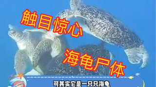 Xác rùa biển ngộ độc xuất hiện ngoài khơi Nhật Bản!!