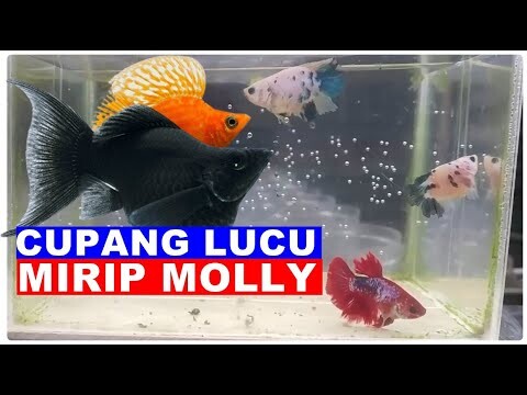 Ikan Cupang Bonsai Lucu