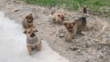 [Dogs] Saw A Group Of Puppies On My Way Back Home!