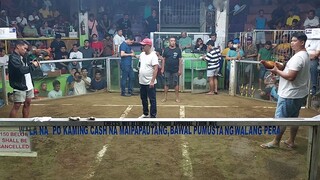 Lipa Arena 7 cock finals Ft4, Loss sa Left.