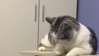 القطة تقول للأخ الصغير: إذا كنت غاضبًا، سأكون لطيفًا معك!