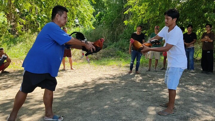 DALAWANG BESES NILABAN ANG MANOK NANG DAYO SA ISANG ARAW!!! 2nd FIGHT LOSS!!! MESTISO WIN!!!