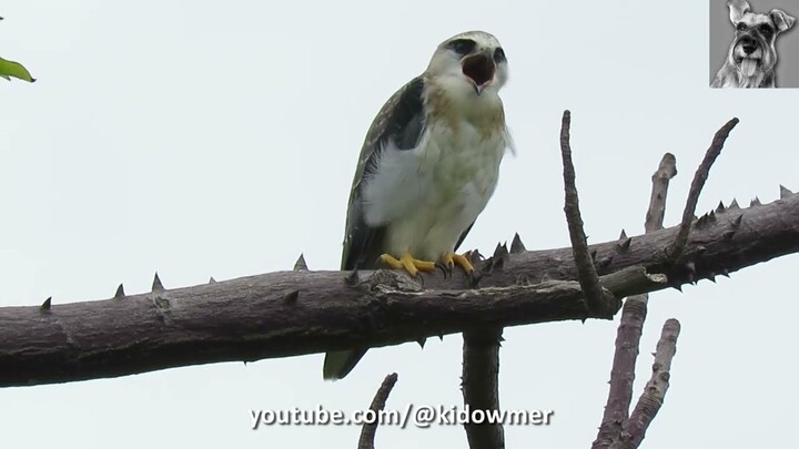 Bird Call: Juvenile BLACK-WINGED KITE screeching!