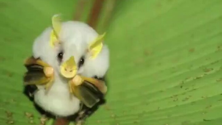 Honduran white bat