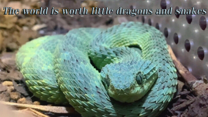 I've Finally Seen The Bush Viper | The Most Dragon-Like Snake