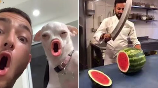 พยายามอย่าหัวเราะ 😂 วิดีโอแสดงปฏิกิริยาแปลกๆ ของสุนัขและแมว 20