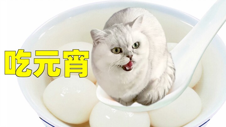 Bikin yuanxiao buat kucing, tapi si kucing malah mengubur kaleng makanan kayak itu kotoran!