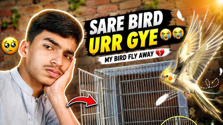 Sare bird urr gye 😭😭|follow please
