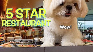 My Dog Goes to Eat at a 5 Star Restaurant ( Cute & Funny Shih Tzu Dog Video)