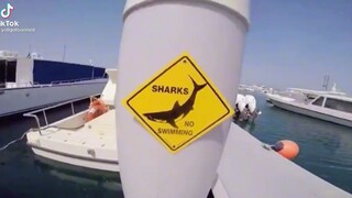 oh no shark!