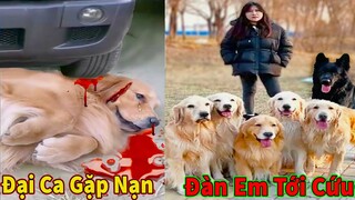 Thú Cưng TV | Trứng Vàng và Trứng Bạc #10 | Chó Golden Gâu Đần thông minh vui nhộn | Pets smart dog